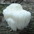 Hericium erinaceus 'Lion's Mane'